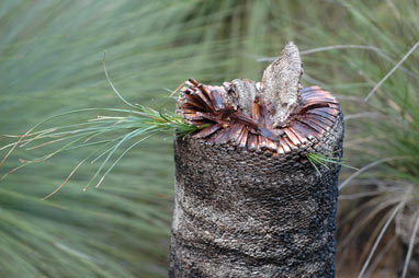 APII jpeg image of Xanthorrhoea johnsonii  © contact APII