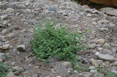 APII jpeg image of Austrocynoglossum latifolium  © contact APII