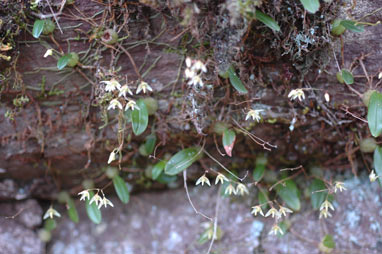 APII jpeg image of Bulbophyllum  © contact APII