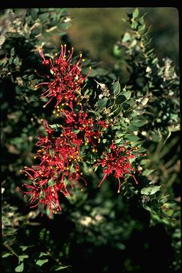 APII jpeg image of Hakea myrtoides  © contact APII