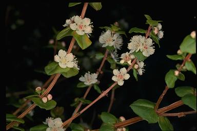 APII jpeg image of Hypocalymma cordifolium  © contact APII