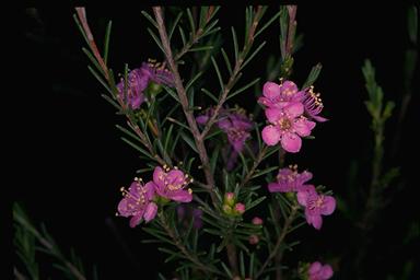 APII jpeg image of Kunzea affinis  © contact APII