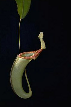 APII jpeg image of Nepenthes  © contact APII