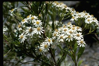 APII jpeg image of Olearia elliptica  © contact APII