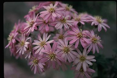 APII jpeg image of Olearia phlogopappa  © contact APII