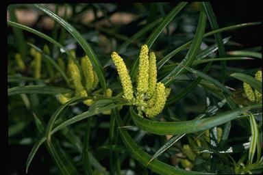 APII jpeg image of Podocarpus spinulosus  © contact APII