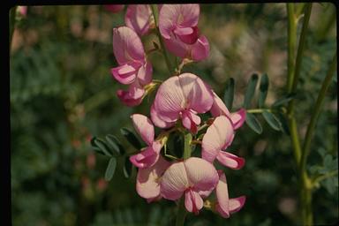 APII jpeg image of Swainsona galegifolia  © contact APII