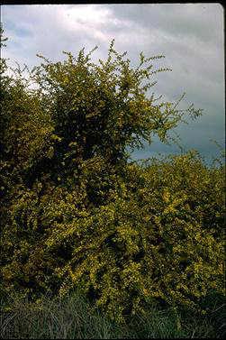 APII jpeg image of Acacia aspera  © contact APII