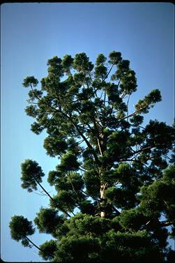 APII jpeg image of Araucaria cunninghamii  © contact APII