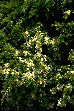 APII jpeg image of Babingtonia virgata  © contact APII