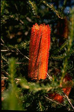 APII jpeg image of Banksia ericifolia  © contact APII