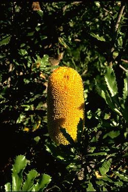 APII jpeg image of Banksia media  © contact APII