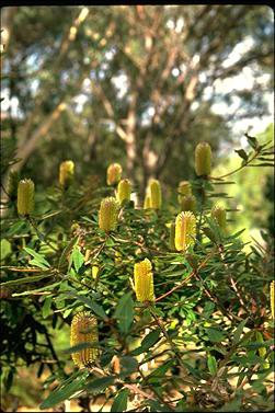 APII jpeg image of Banksia oblongifolia  © contact APII