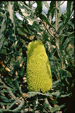 APII jpeg image of Banksia pilostylis  © contact APII
