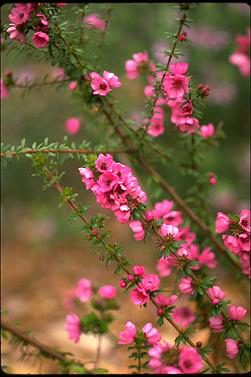 APII jpeg image of Bauera sessiliflora  © contact APII