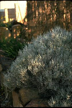 APII jpeg image of Leucophyta brownii  © contact APII