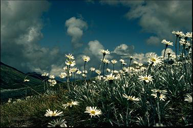 APII jpeg image of Celmisia asteliifolia  © contact APII
