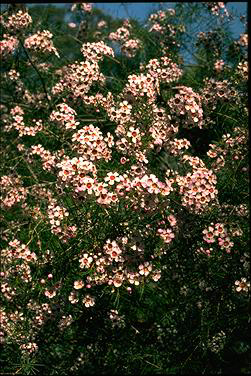 APII jpeg image of Chamelaucium uncinatum  © contact APII