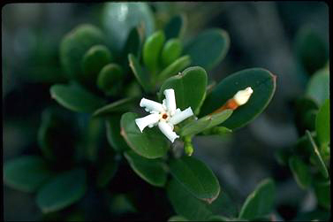 APII jpeg image of Alyxia buxifolia  © contact APII