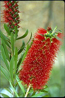 APII jpeg image of Callistemon pachyphyllus  © contact APII