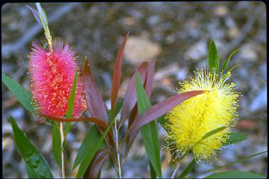 APII jpeg image of Callistemon salignus  © contact APII