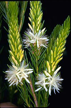 APII jpeg image of Calytrix acutifolia  © contact APII