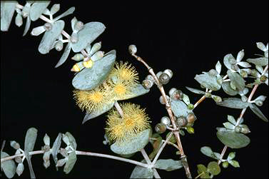 APII jpeg image of Eucalyptus pulverulenta  © contact APII