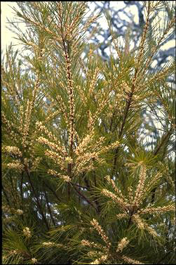 APII jpeg image of Hakea propinqua  © contact APII