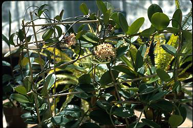 APII jpeg image of Hoya australis subsp. australis  © contact APII