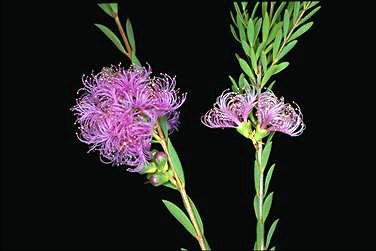 APII jpeg image of Melaleuca thymifolia  © contact APII