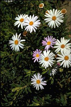 APII jpeg image of Olearia tomentosa  © contact APII