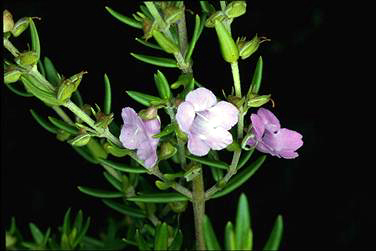 APII jpeg image of Prostanthera phylicifolia  © contact APII