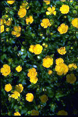 APII jpeg image of Ranunculus sceleratus  © contact APII