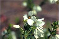 Tetratheca thymifolia - click for larger image