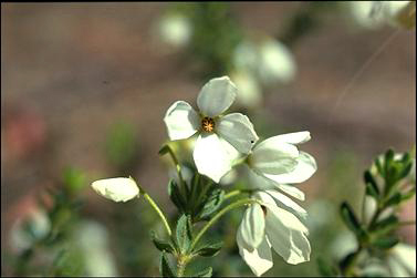 APII jpeg image of Tetratheca thymifolia  © contact APII