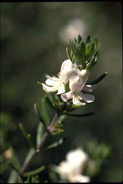 APII jpeg image of Westringia fruticosa  © contact APII