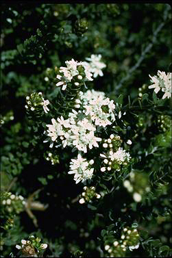 APII jpeg image of Westringia lucida  © contact APII