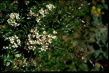 APII jpeg image of Babingtonia virgata 'Howie's Sweet Midget'  © contact APII