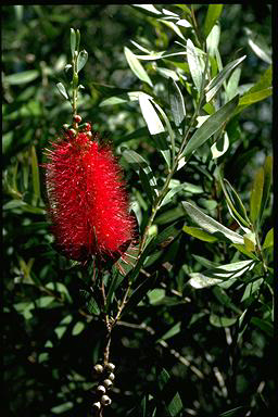 APII jpeg image of Callistemon 'Western Glory'  © contact APII