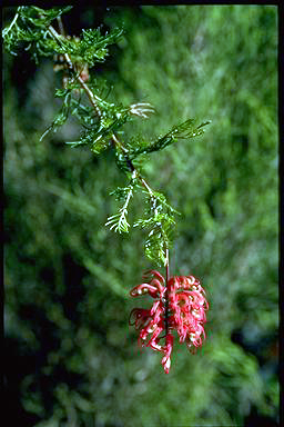 APII jpeg image of Grevillea 'Ellendale'  © contact APII