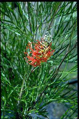 APII jpeg image of Grevillea 'Jester'  © contact APII