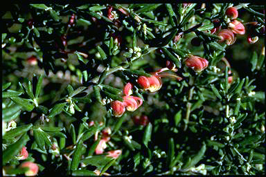 APII jpeg image of Grevillea 'Poorinda Tranquility'  © contact APII