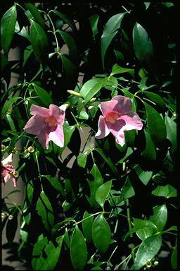 APII jpeg image of Pandorea jasminoides 'Southern Belle'  © contact APII