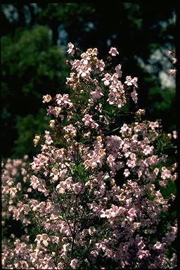 APII jpeg image of Prostanthera 'Oakdene Mauve'  © contact APII