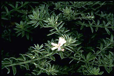 APII jpeg image of Westringia fruticosa 'Smokie'  © contact APII