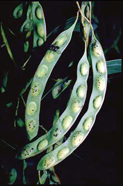 APII jpeg image of Acacia falcata  © contact APII