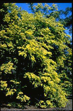 APII jpeg image of Acacia fimbriata  © contact APII