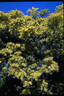 APII jpeg image of Acacia floribunda  © contact APII