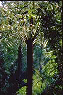flower image