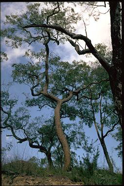 APII jpeg image of Corymbia eximia  © contact APII